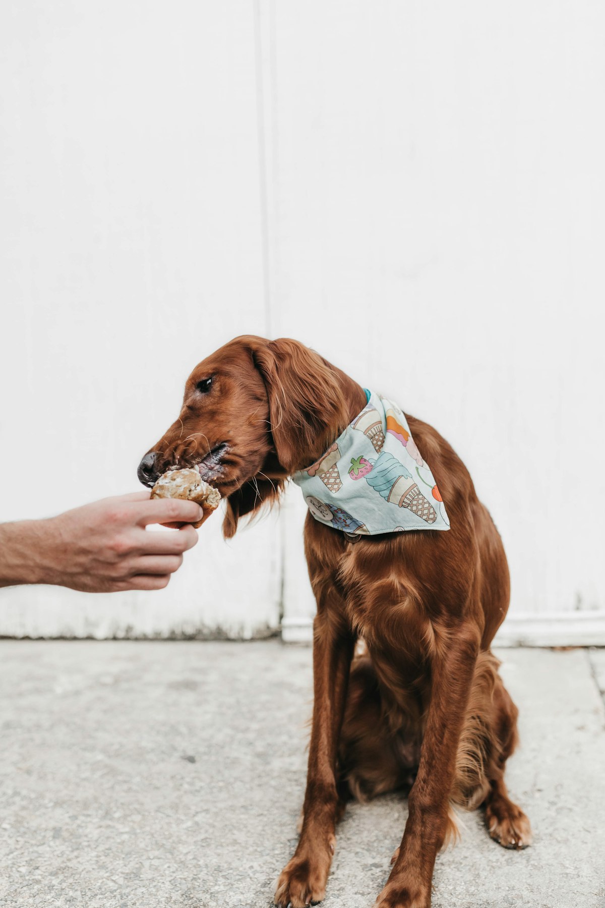 Dog wearing a bandana