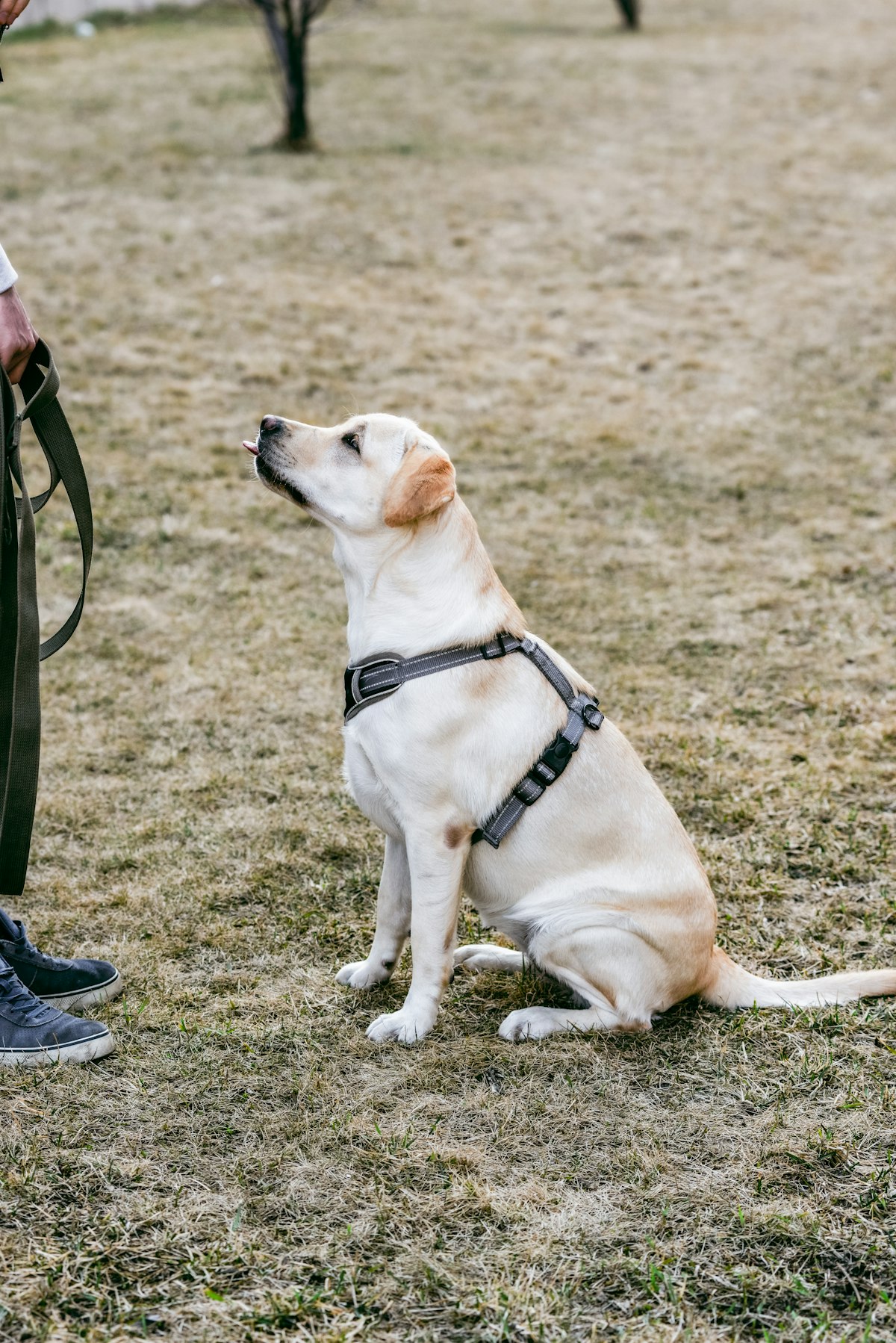 Dog wearing a harness outdoors