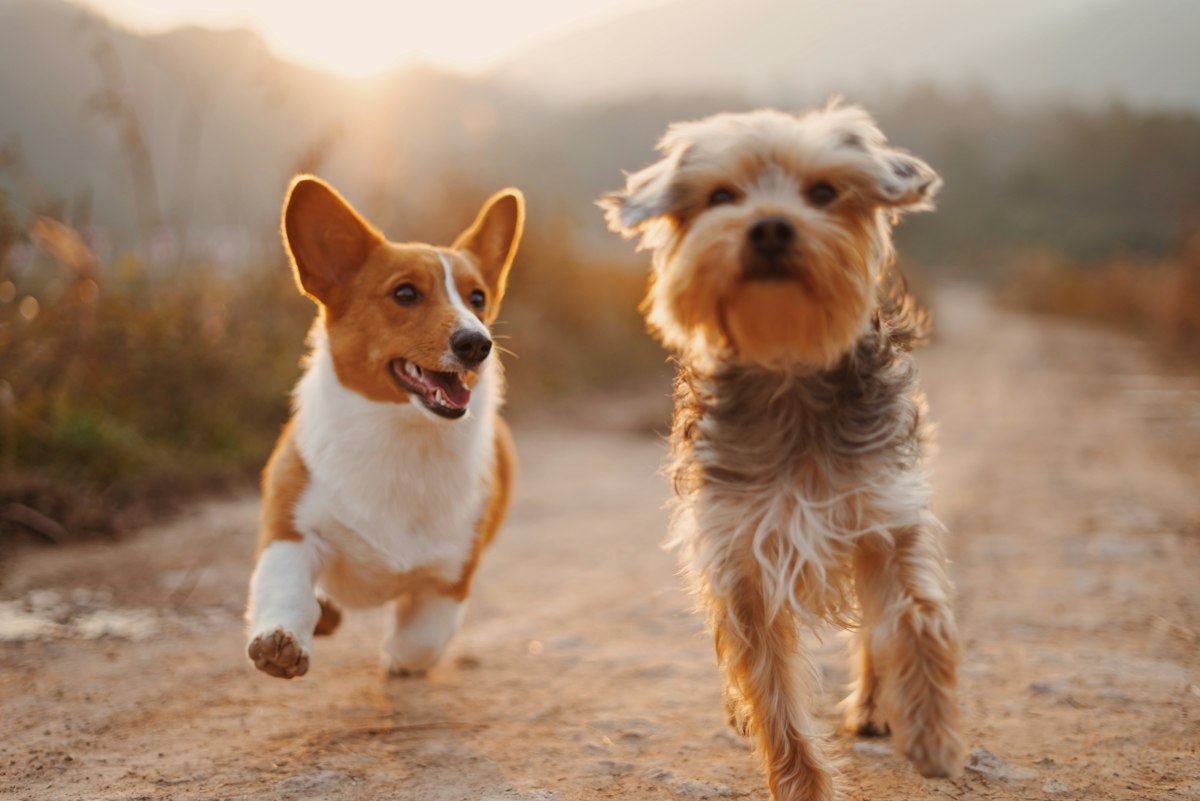 Happy dog outdoors